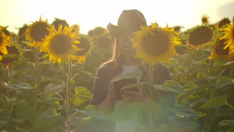 A-young-botanist-in-a-straw-hat-and-plaid-shirt-is-walking-on-a-field-with-a-lot-of-big-sunflowers-in-summer-day-and-writes-its-properties-to-her-tablet-for-scientific-article.
